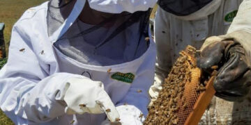 EL SABOR DE LAS MIELES BONAERENSES