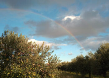 RUTA DEL OLIVO: PAISAJES, SABORES YEXPERIENCIAS