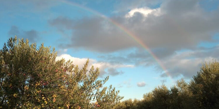 RUTA DEL OLIVO: PAISAJES, SABORES YEXPERIENCIAS