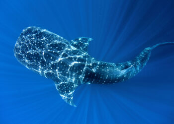 8 DE JUNIO – DÍA MUNDIAL DE LOS OCÉANOS