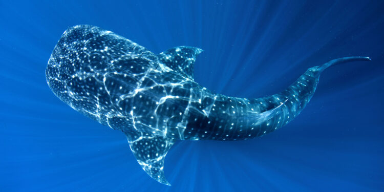 8 DE JUNIO – DÍA MUNDIAL DE LOS OCÉANOS