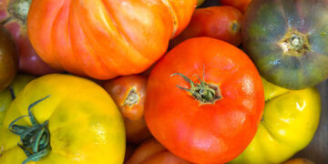 AROMAS, SABORES E IDEAS DE LA GASTRONOMÍA SOSTENIBLE