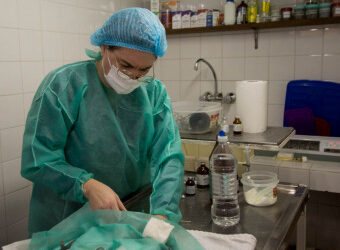 EL PLAN DE ESTERILIZACIÓN AVANZA SIN PAUSA Y YA SE SUPERARON LAS 2000 CIRUGÍAS