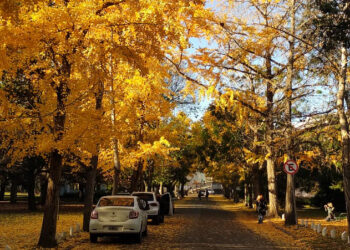 ÁRBOLES MÍTICOS QUE RESGUARDAN LA IDENTIDAD BONAERENSE