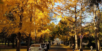 ÁRBOLES MÍTICOS QUE RESGUARDAN LA IDENTIDAD BONAERENSE