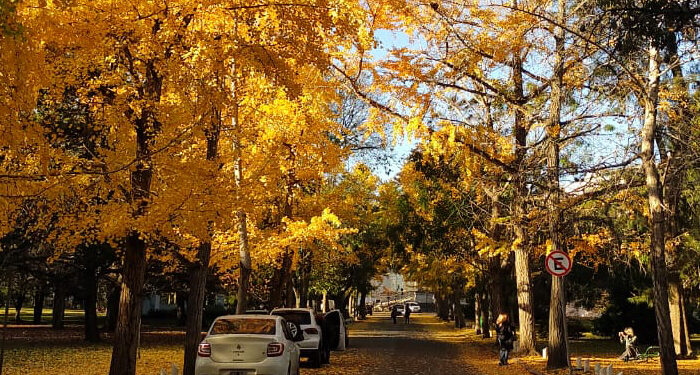ÁRBOLES MÍTICOS QUE RESGUARDAN LA IDENTIDAD BONAERENSE