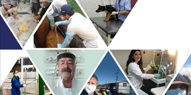 6 DE AGOSTO. DÍA DEL VETERINARIO