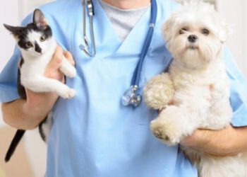 Zoonosis: esterilización 2023