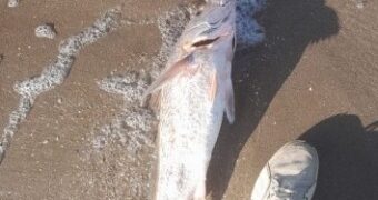 Estudio de peces muertos dio negativo en toxinas