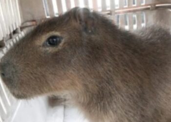 Apareció un carpincho en la vía pública