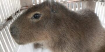 Apareció un carpincho en la vía pública