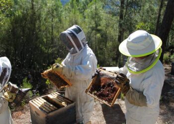 Curso de Producción Apícola