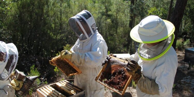 Curso de Producción Apícola