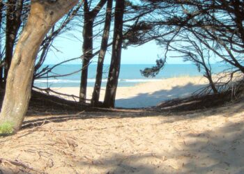 IDEAL PARA RECONECTAR CON LO ESENCIAL