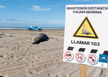 ALERTA POR CICLOGÉNESIS Y ANIMALES VARADOS EN LA COSTA
