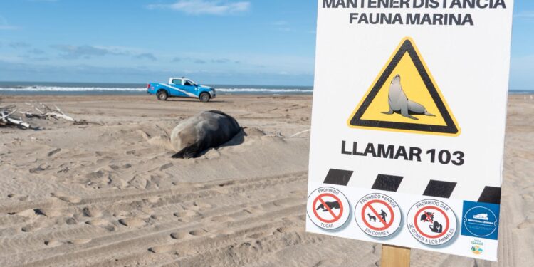 ALERTA POR CICLOGÉNESIS Y ANIMALES VARADOS EN LA COSTA